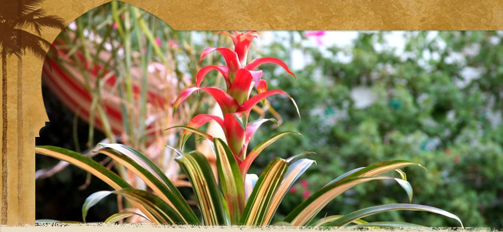 El Morocco Inn & Spa เดเซิร์ทฮอตสปริงส์ ภายนอก รูปภาพ